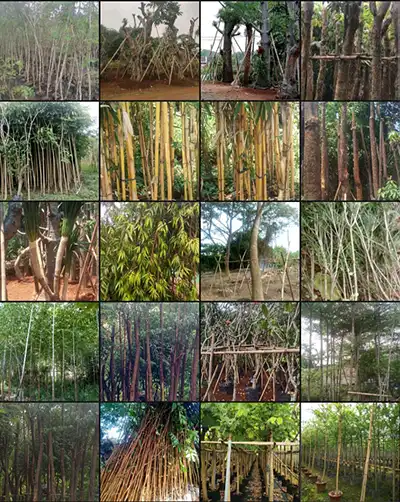 pohon penghijauan